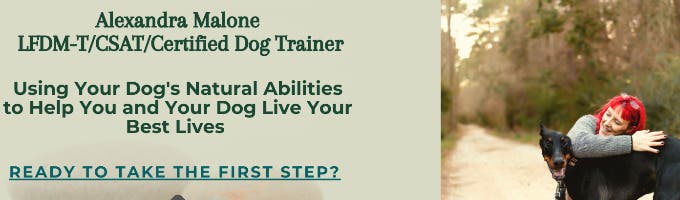The Yin Yang Dog Training 