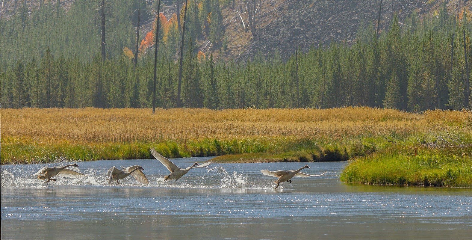 The Yellowstone National Park Bird Program: Monitoring, Research, and Management in the World’s Firs