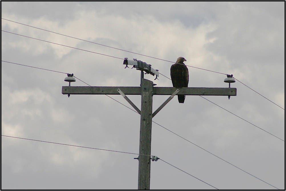 Implementing the Eagle Protection and Offset Program (EPOP) at NorthWestern Energy
