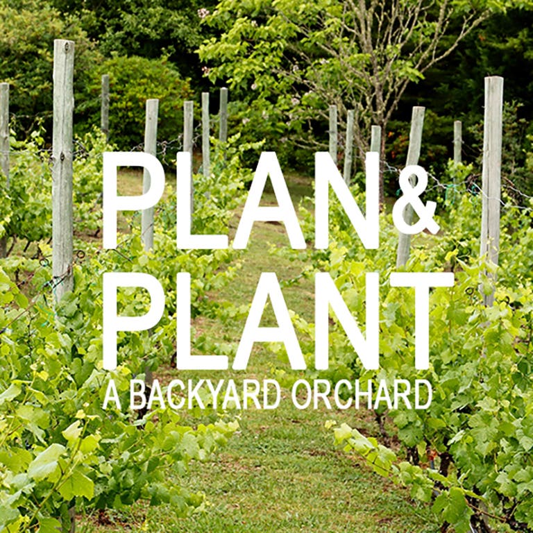 Planning & Planting a Successful Orchard, Hosted by Charlotte Trim