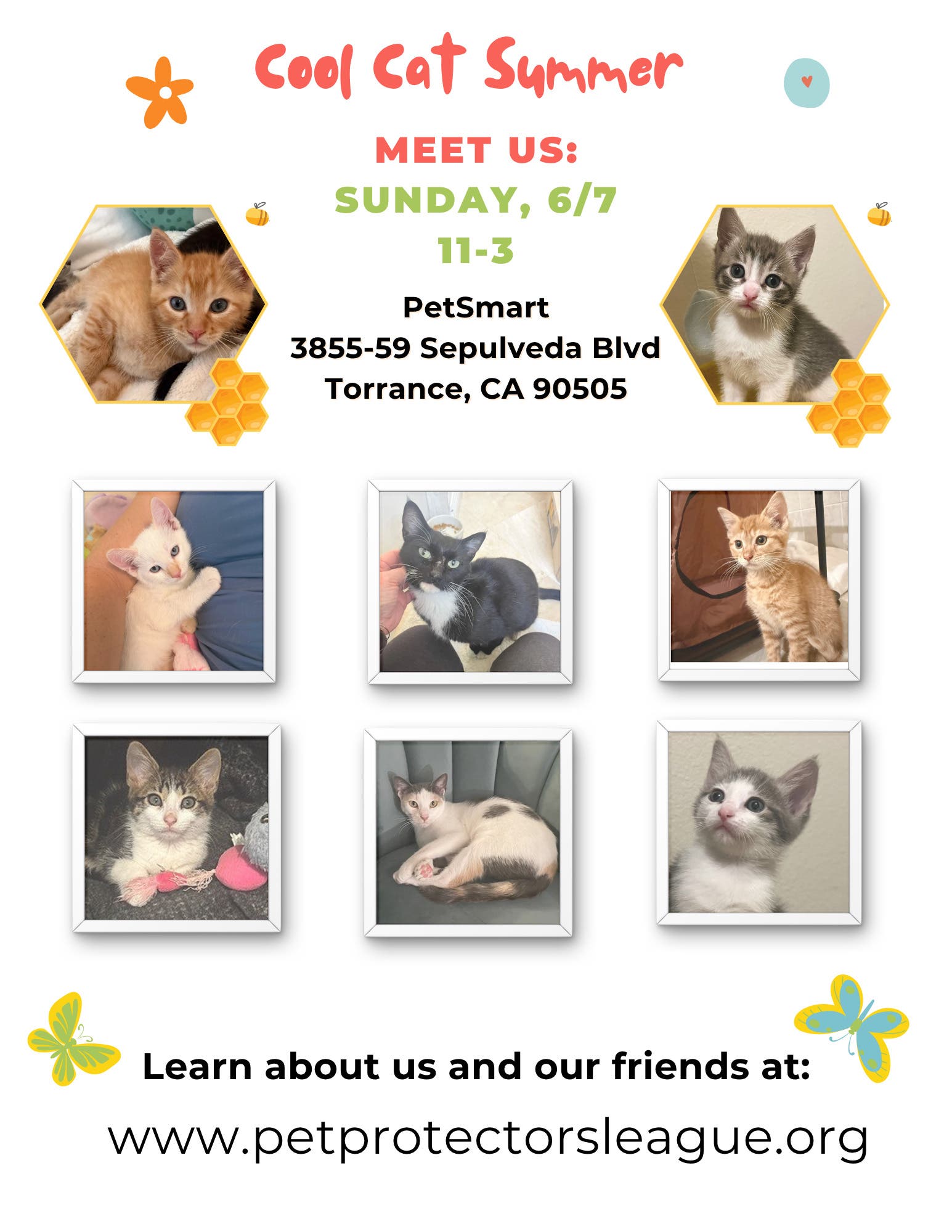 Cat & Kitten Adoption - Cool Cat Summer