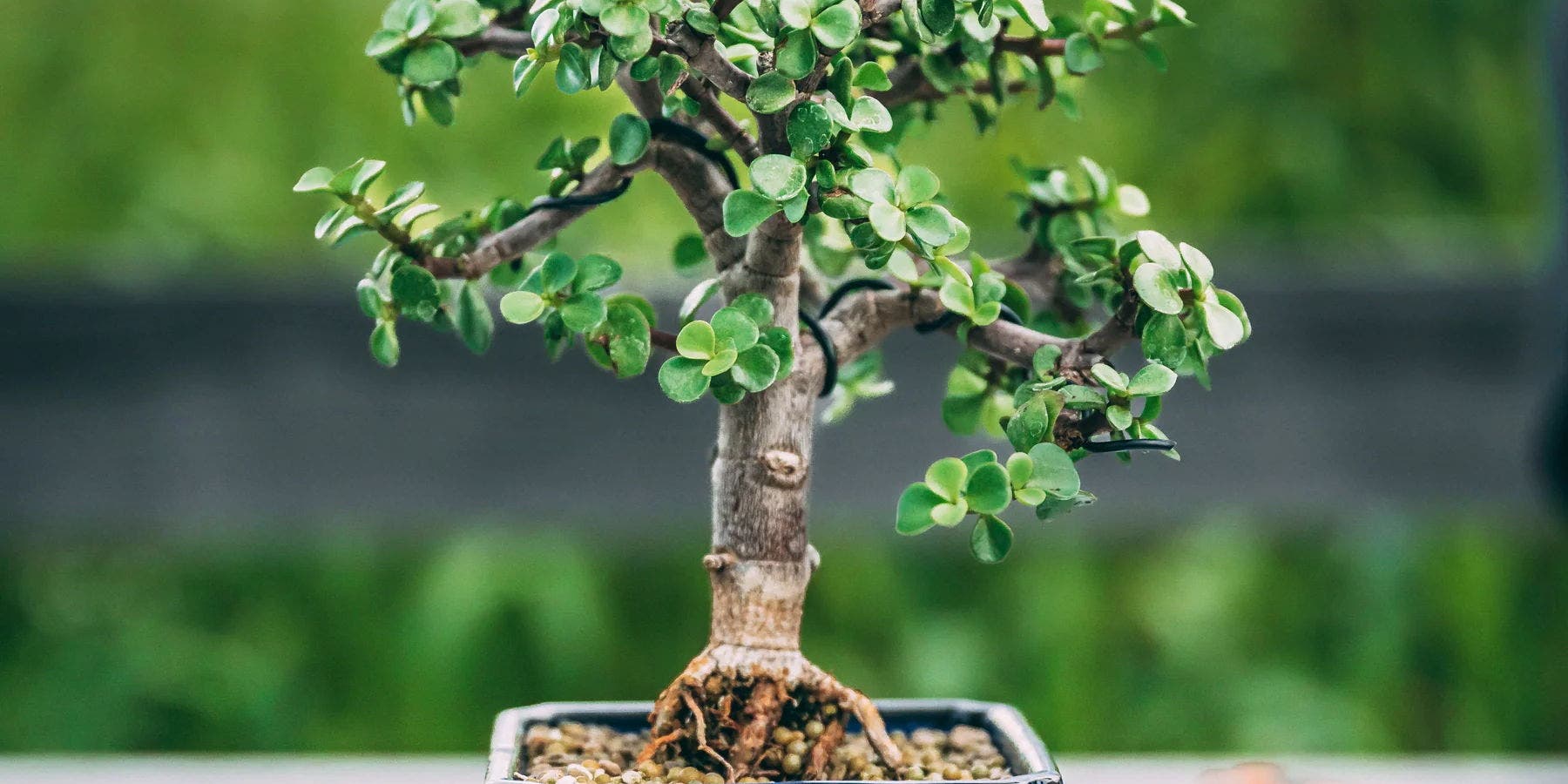 Bonsai Workshop at Industrial Arts Brewing