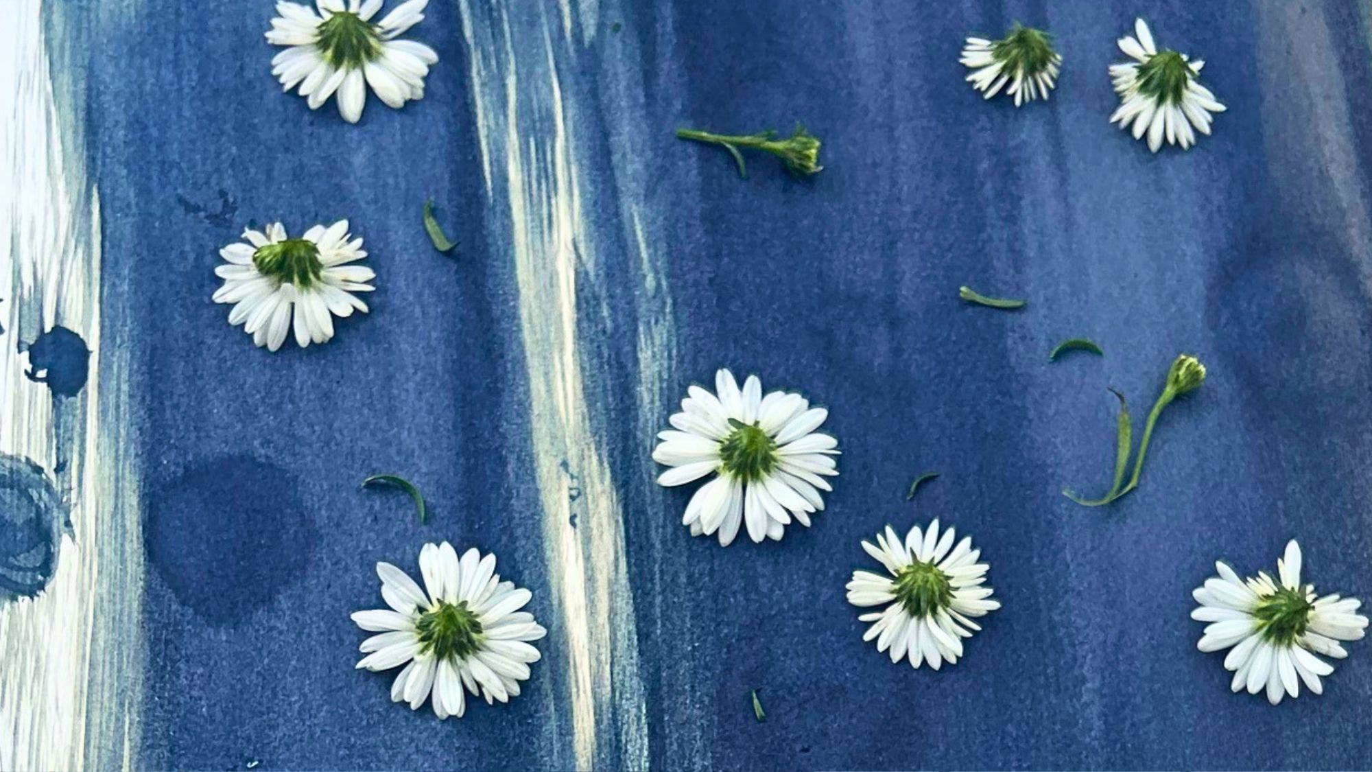 Intro to Cyanotype Printing