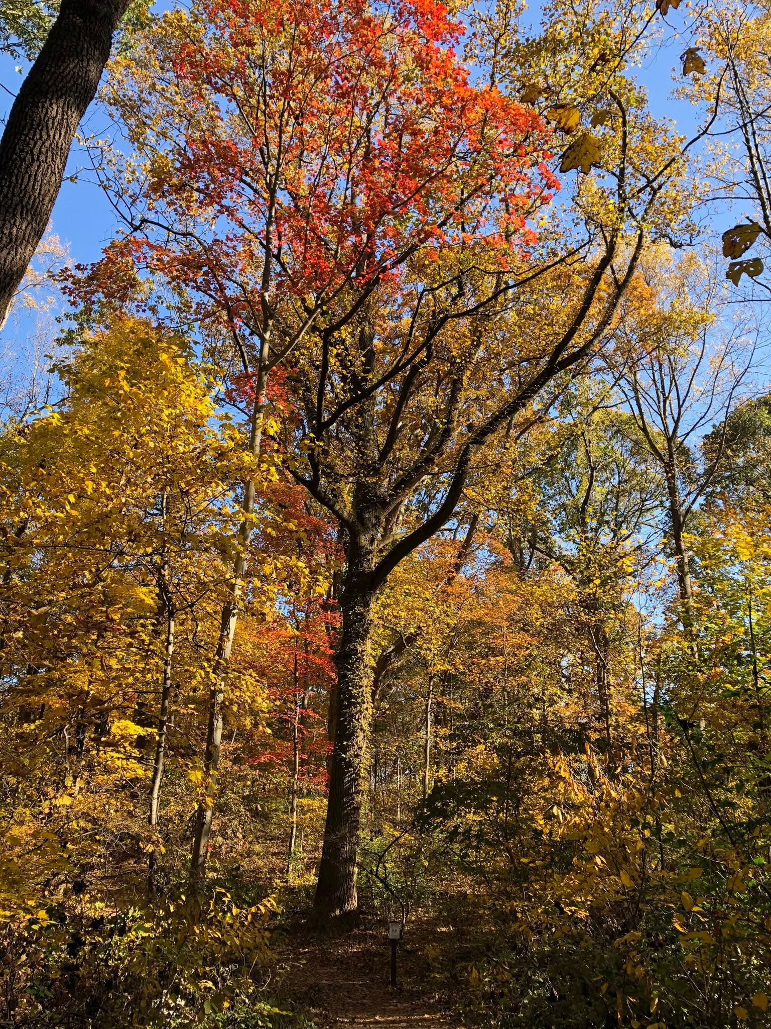 TR's Forest in Fall