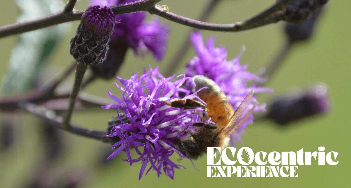 World Bee Day Honey Tasting