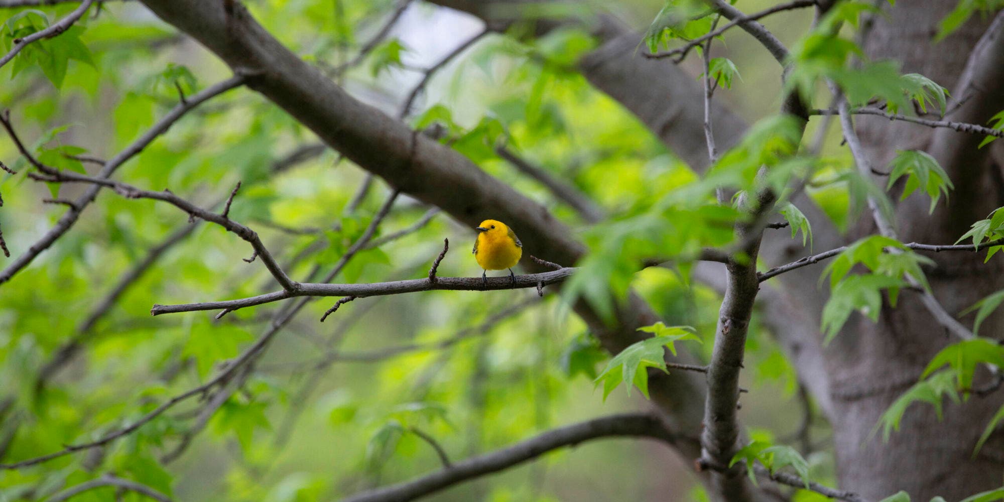 Earth Day Celebration