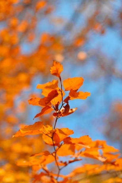 Flower Girl Workshop: Vibrant Autumn