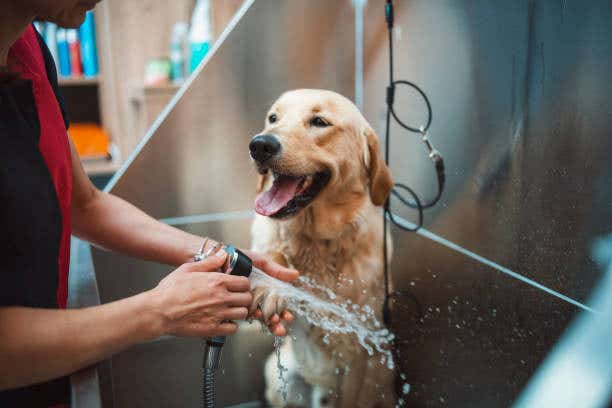 Pet House & Spa