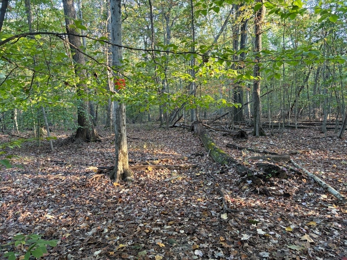 Doug Britt argues Fairfax County should preserve the Tree Commission and EQAC rather than replace them with one environmental panel.