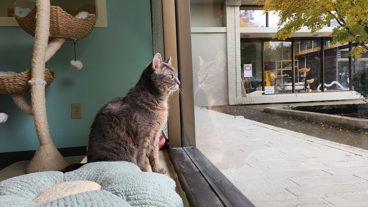 The Whole Cat and Kaboodle