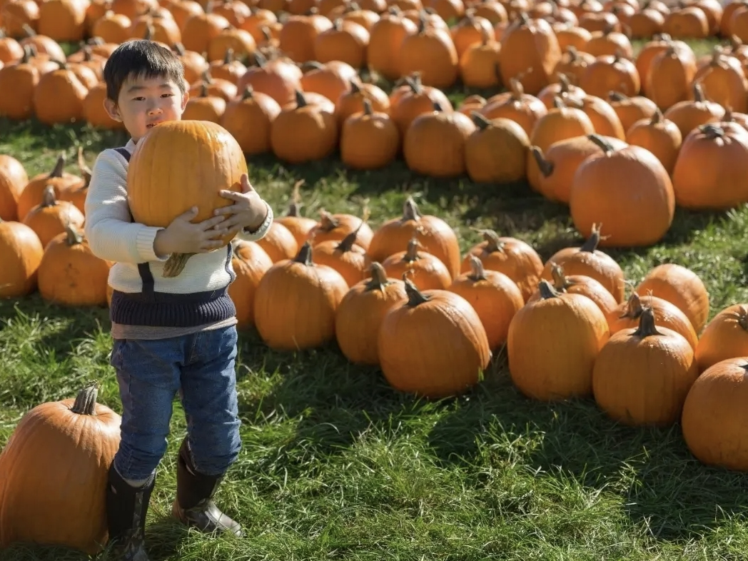 October in Hamden is filled with seasonal fun. Here are some events and activities to check out this month.