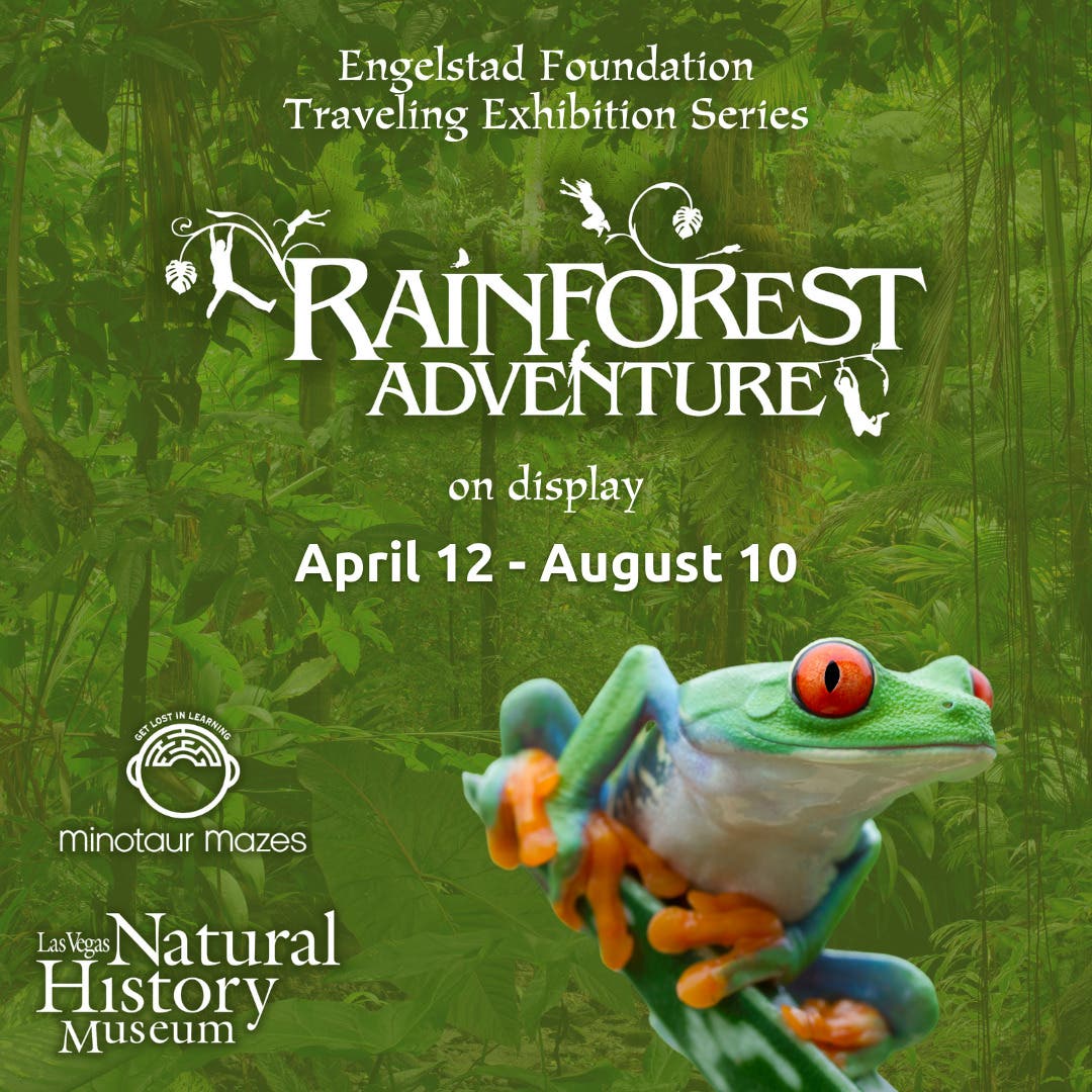 Rainforest Adventure - Open Now Through August 10, 2025