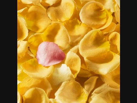 Red and Yellow Rose Petals