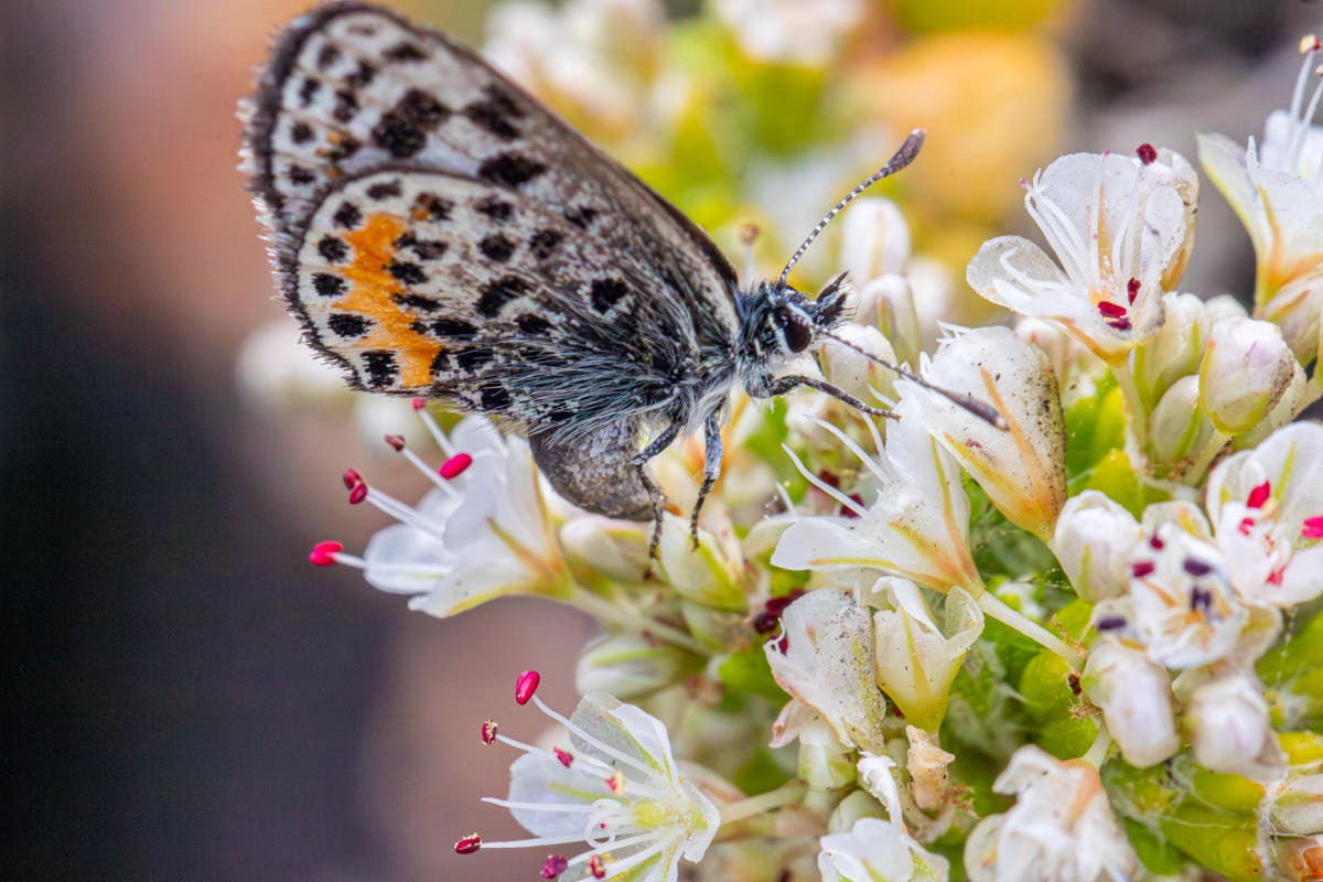 Annual El Segundo Blue butterfly walk in Redondo Beach