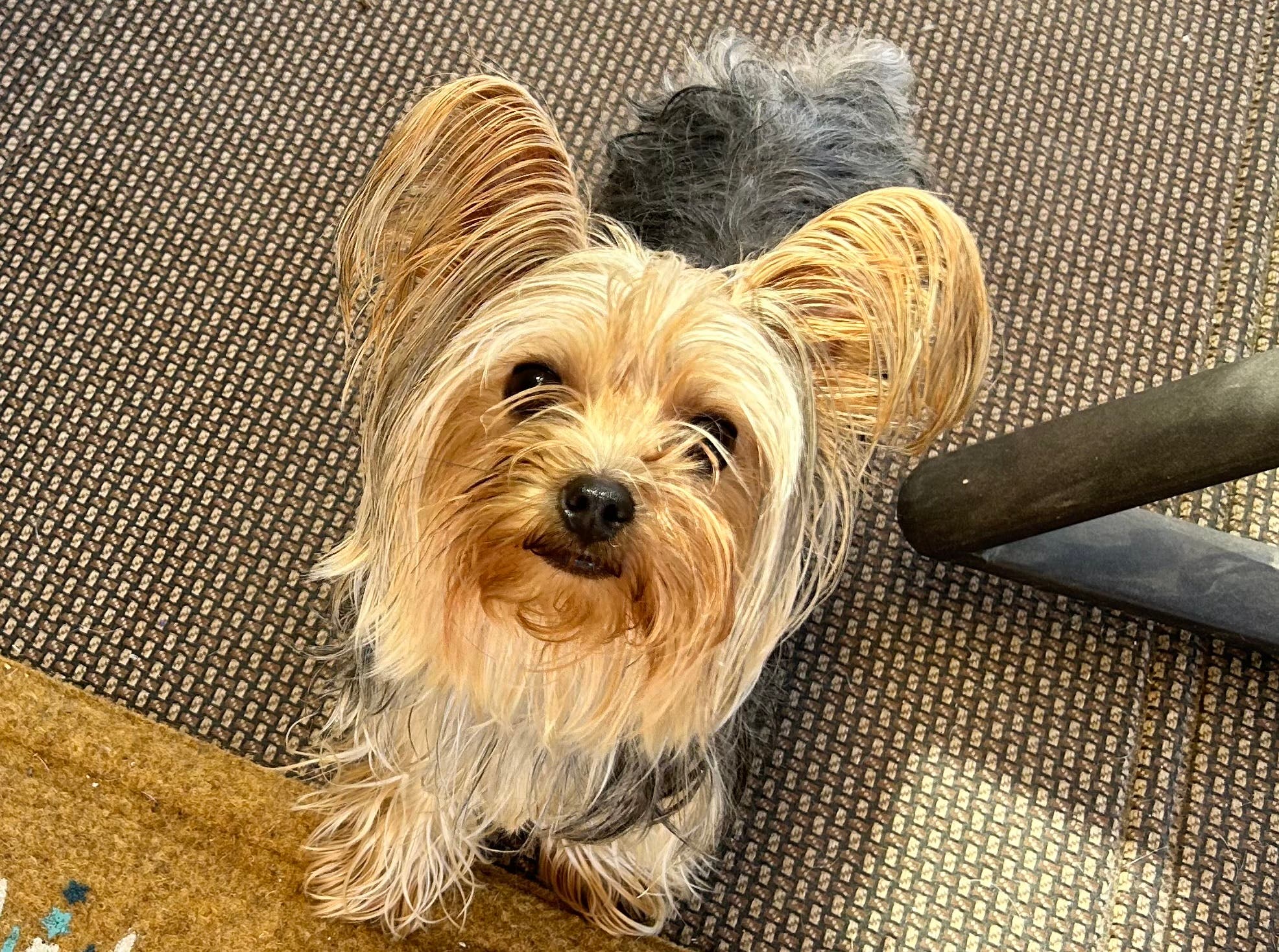 Found Yorkie