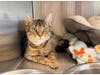 Meet Abner, available for adoption, Pet ID: A1949888, https://petadoption.ocpetinfo.com/Adopt/