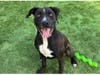 Meet Bentley, available for adoption, Pet ID: A1938375, https://petadoption.ocpetinfo.com/Adopt/