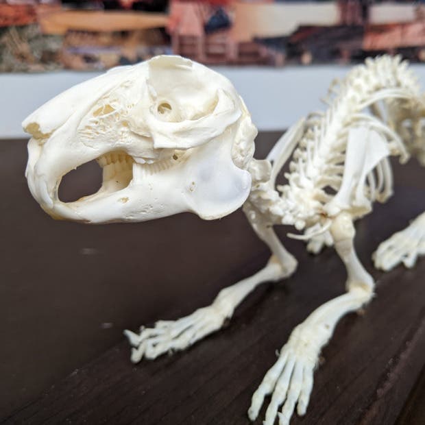 Vet Tech 101 - Anatomy