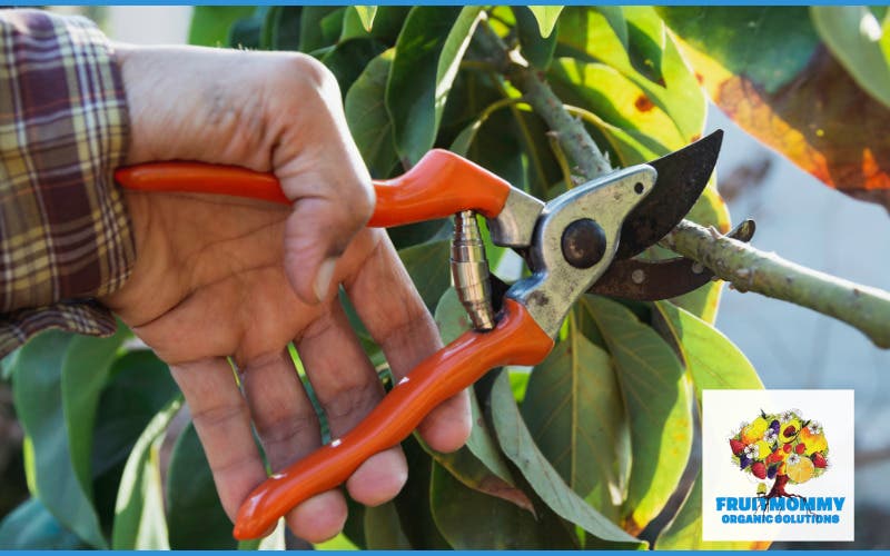 Organic Fruit Tree Consultation – Transform Your San Diego Yard!
