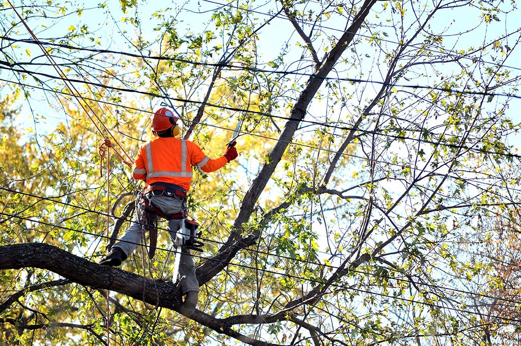 Sierra Tree Company