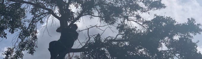 Tree and Palm Service