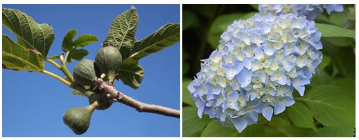 Fig, Compost and Hydrangea presentations at the opening of the Burlington County Farmers Market