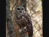  Northern Spotted Owl