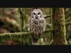"Who cooks for you? Who cooks for you?" asked the Barred Owl