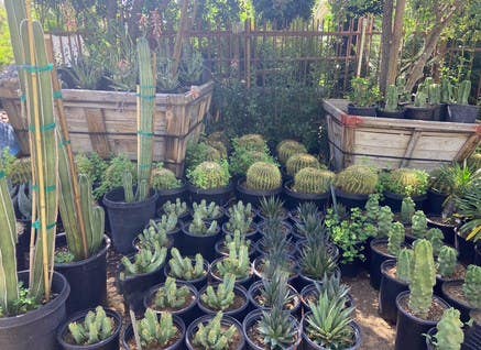 Sun Valley Nursery - Scottsdale AZ