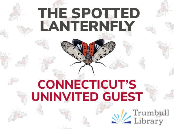 The Spotted Lanternfly: Connecticut's Uninvited Guest