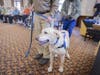 Sandy the yellow lab was all smiles after strutting the runway at Edgeminster, a charity dog show at Edgehill.