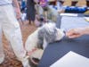 A special treat for a very good dog, one of 17 entries in this week’s Edgeminster Dog Show at Edgehill.  