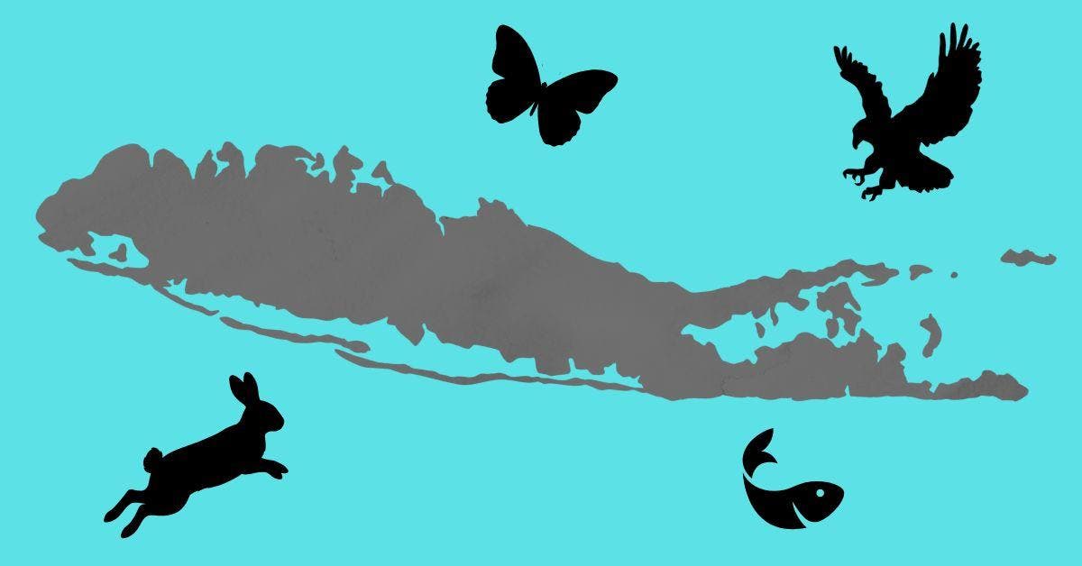 LI Ecosystems: Past, Present And... Future?