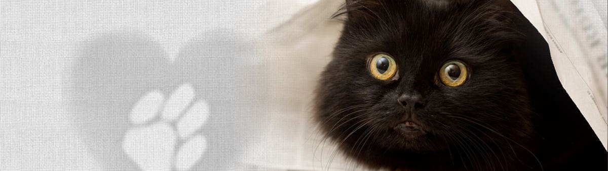 High Tails Animal Rescue NFP