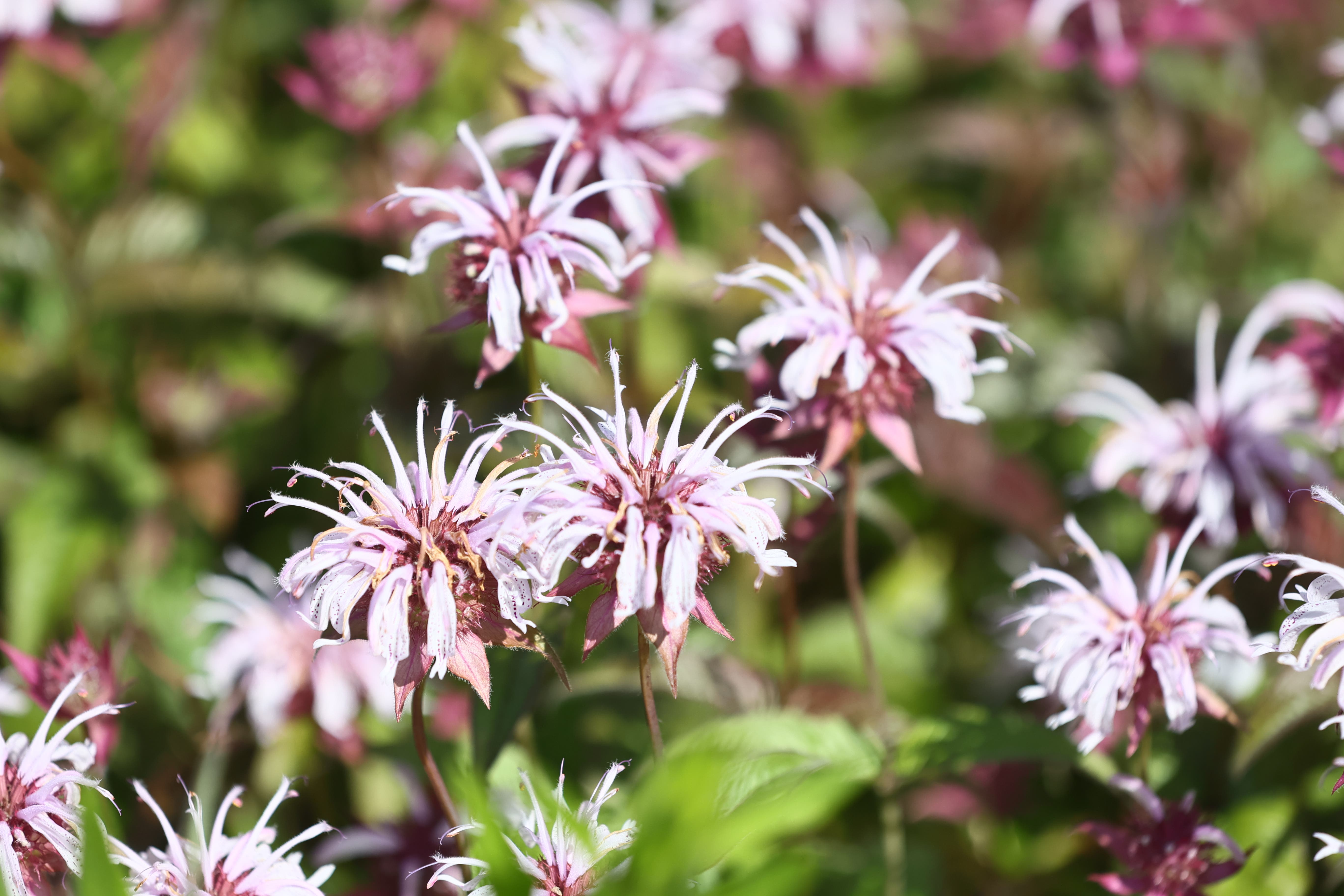 Spring Native Seed Sowing Workshop