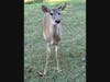 A deer on the Fazio Course at Heathrow Legacy Club in Lake Mary, Fla. The course is one of approximately 100 in the world with Audubon International Signature Status, the highest honor the organization awards.
