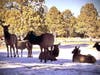 A herd of elk at Hiwan Golf Club in Evergreen, Colorado