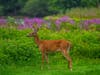 A deer roams the golf course at Blue Hill Country Club in Canton, Massachusetts. 