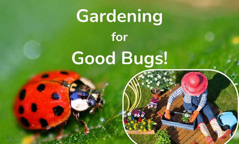 Gardening for Good Bugs