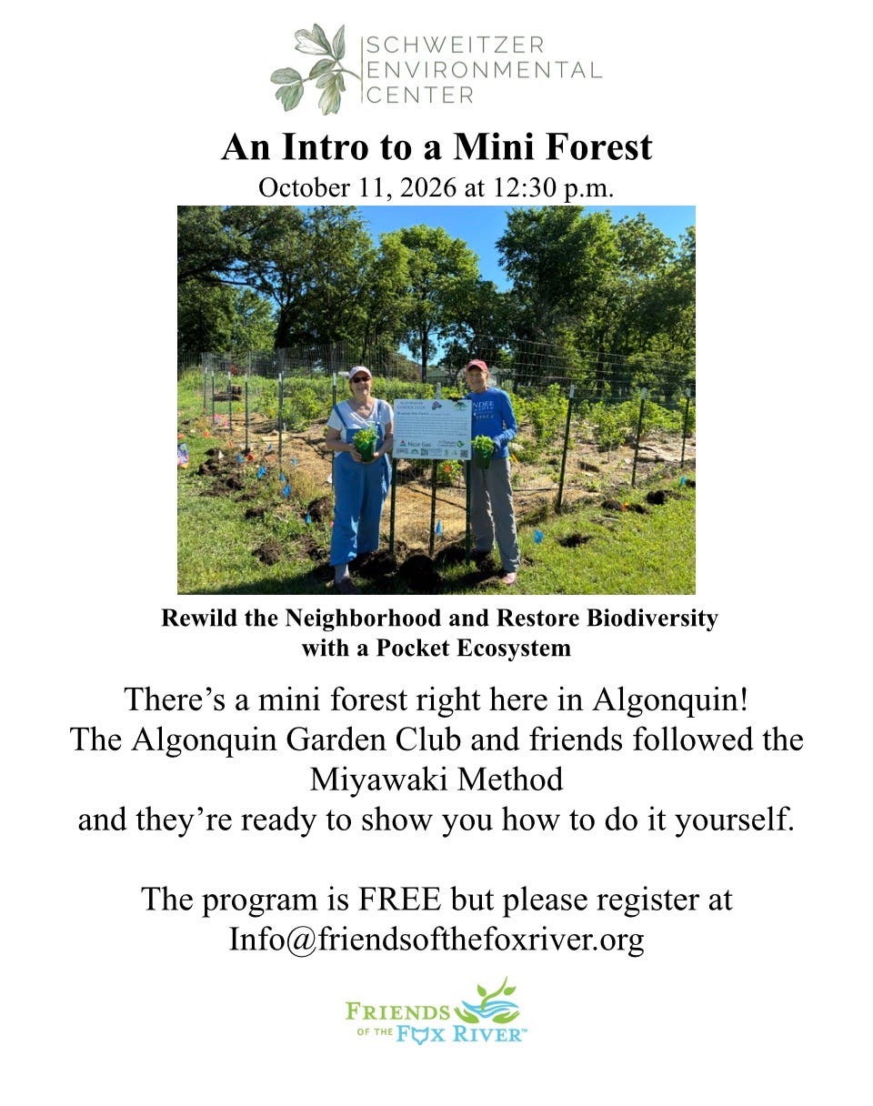 An Intro to a Mini Forest