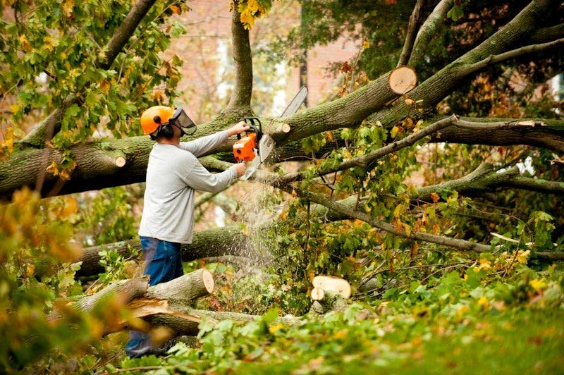 Warren Tree Service
