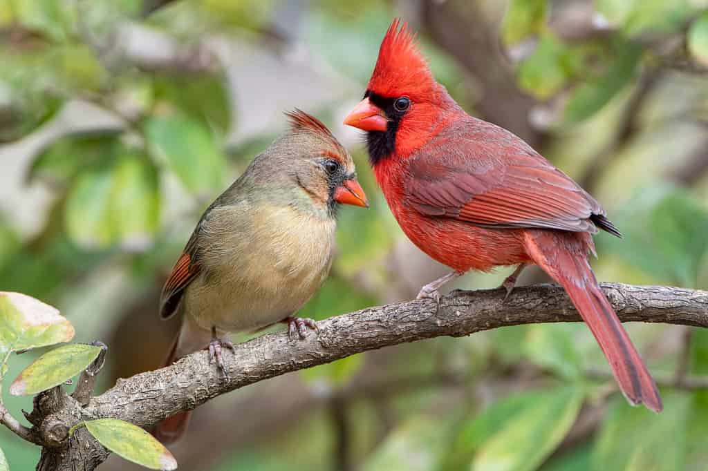 Mid-Summer Bird Walk