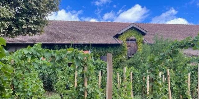 French Wine Overview
