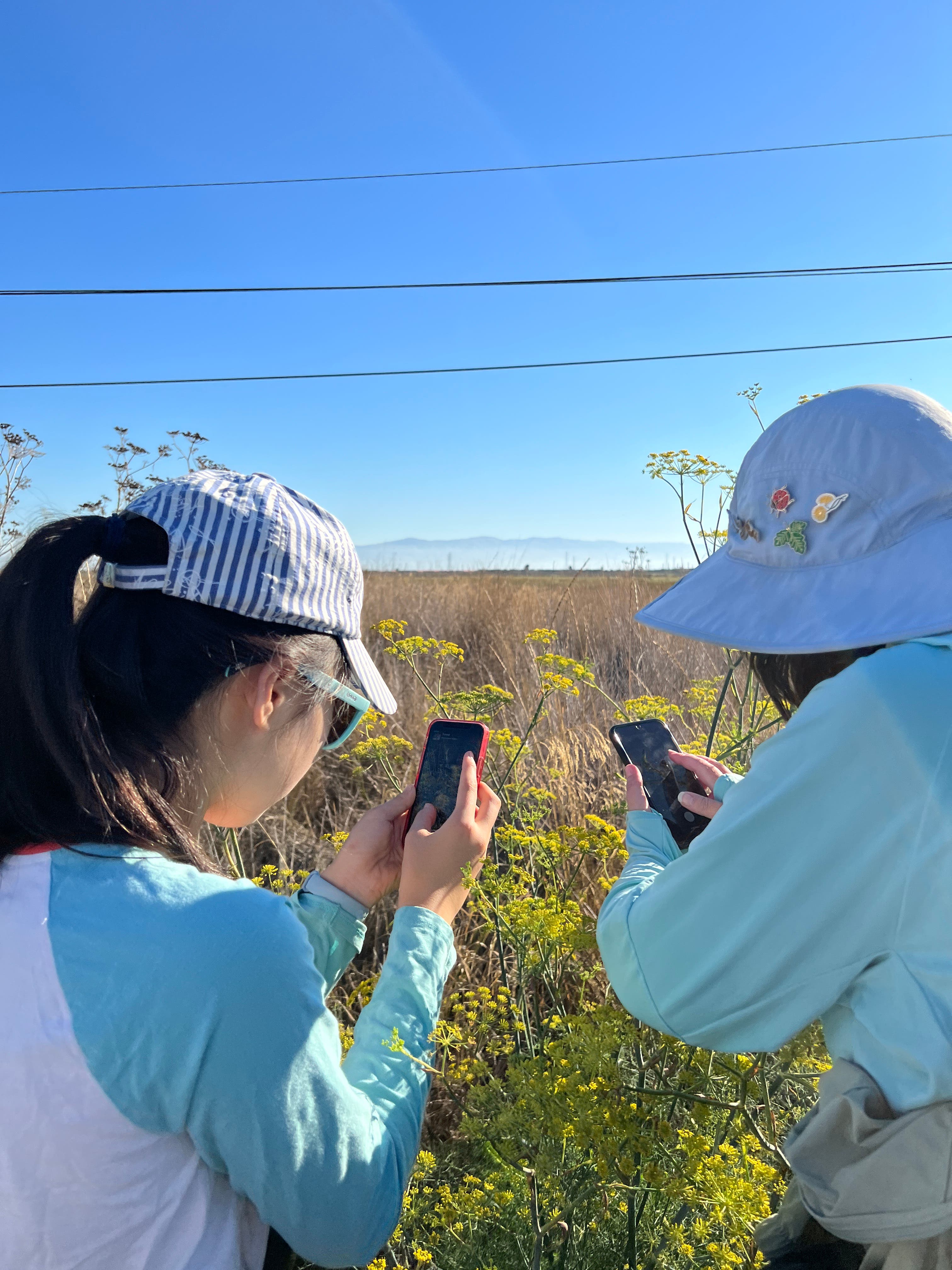 Fall Baylands Bioblitz with Environmental Volunteers