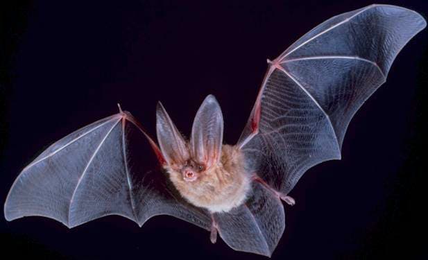All About Bats - EcoCenter Family Event