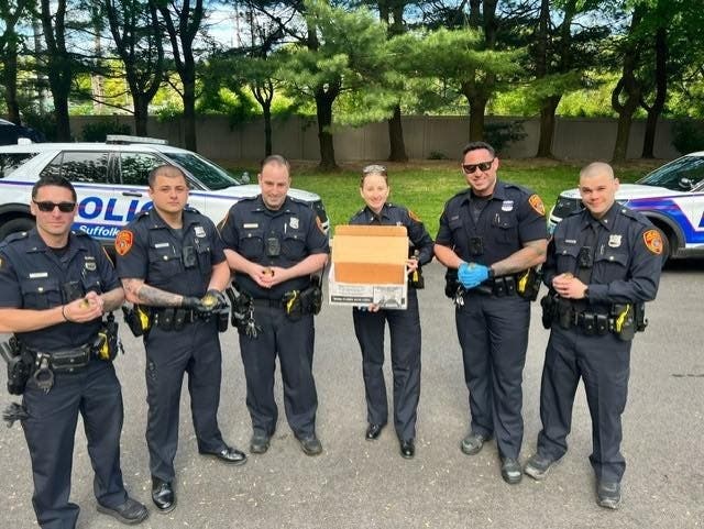 Baby Ducks Rescued From Storm Drain By Suffolk Police: PD | Bay Shore ...