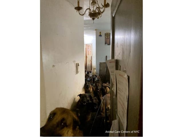 Man Faces Jail Time For Hoarding Nearly 50 Dogs In NYC Apartment: DA ...