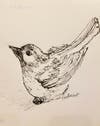 "Bird" Pen & Ink drawing by Vian Borchert