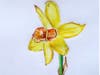 "Daffodil" drawing by V. Borchert