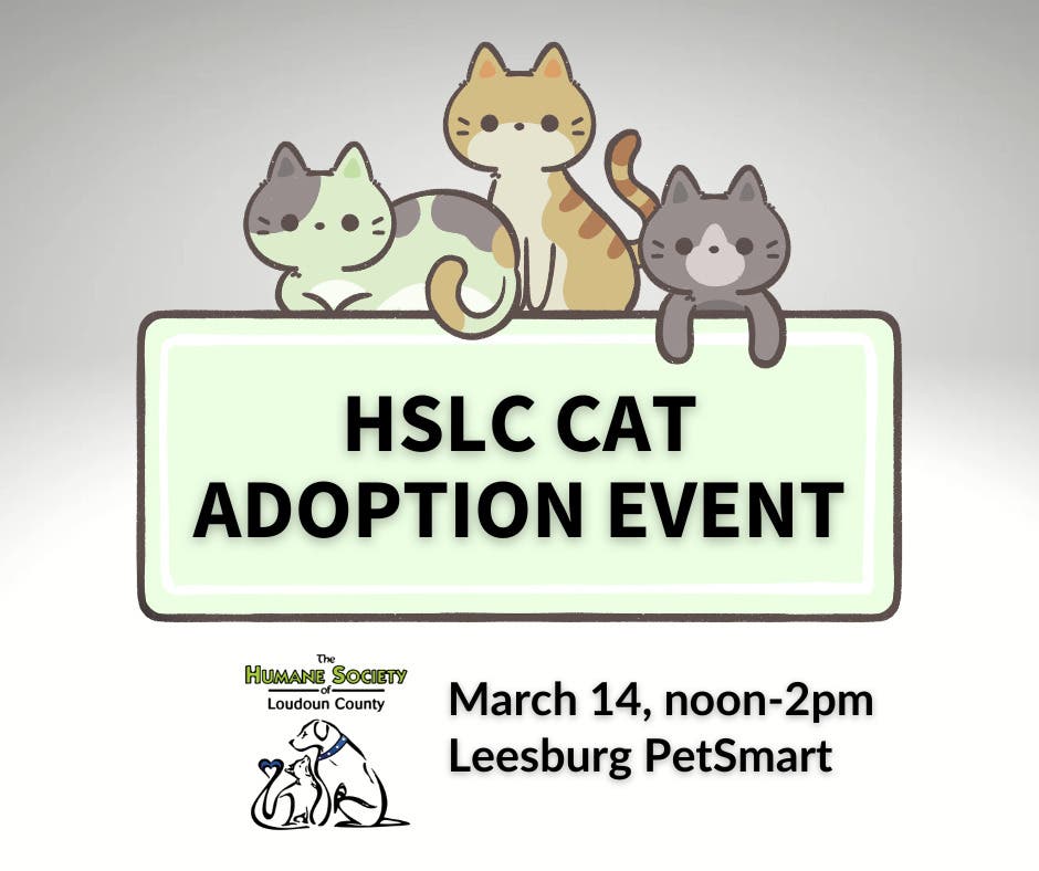 Cat Adoption Event